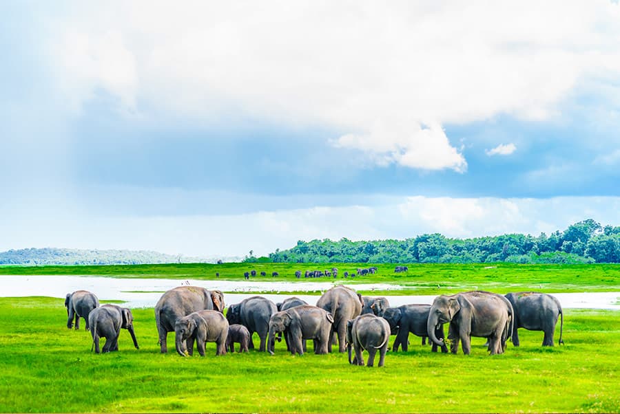 Kaudulla National Park