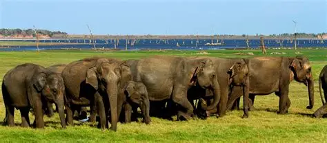 Minneriya National Park